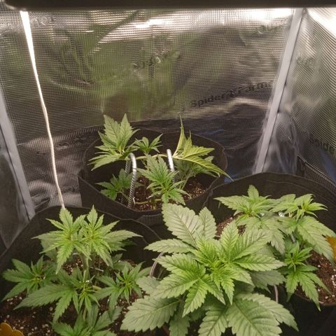 Skunk #1 #3 growlog timeline photo