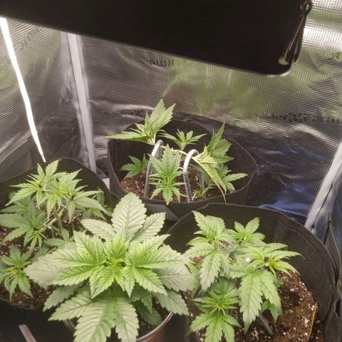 Skunk #1 #3 growlog timeline photo