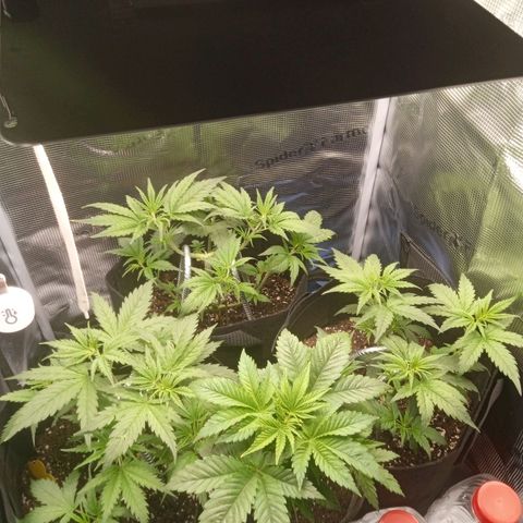 Skunk #1 #3 growlog timeline photo