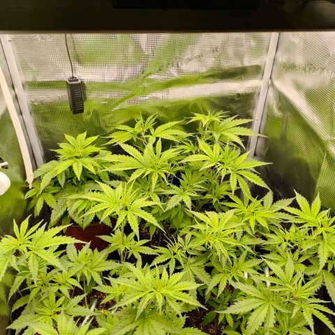 Skunk #1 #3 growlog timeline photo