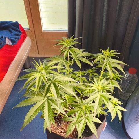 Skunk #1 #3 growlog timeline photo