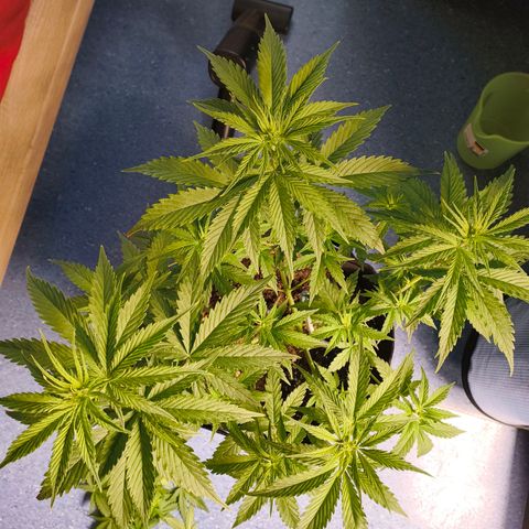Skunk #1 #3 growlog timeline photo