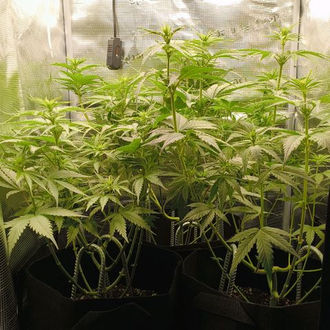 Skunk #1 #3 growlog timeline photo