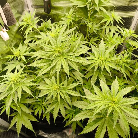 Skunk #1 #3 growlog timeline photo
