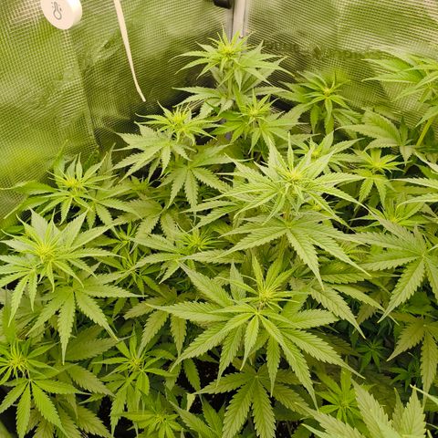 Skunk #1 #3 growlog timeline photo
