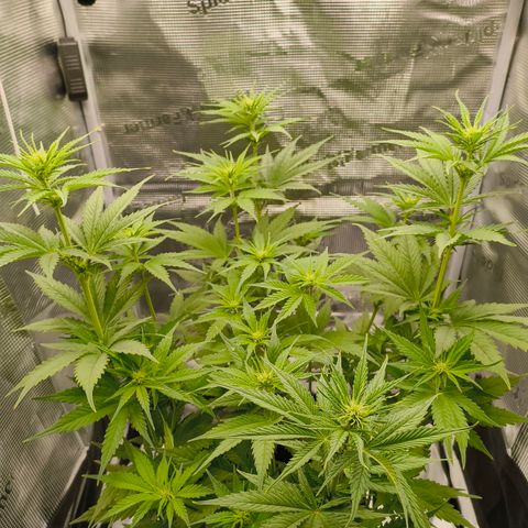 Skunk #1 #3 growlog timeline photo