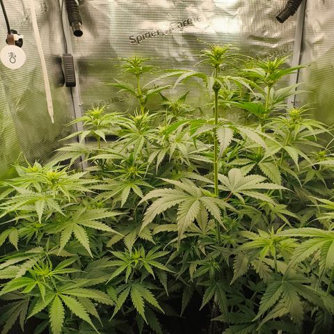 Skunk #1 #3 growlog timeline photo