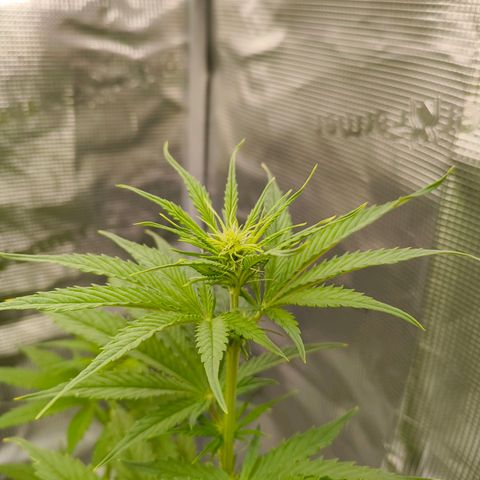Skunk #1 #3 growlog timeline photo