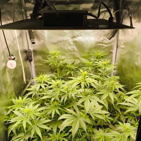 Skunk #1 #3 growlog timeline photo