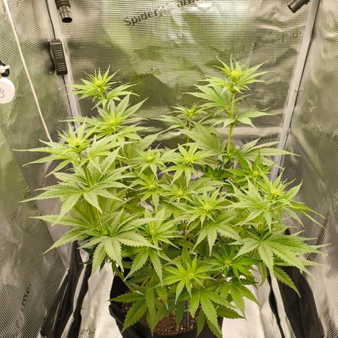 Skunk #1 #3 growlog timeline photo