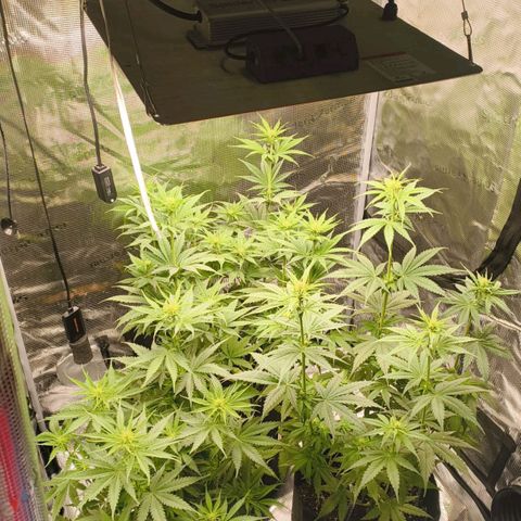 Skunk #1 #3 growlog timeline photo