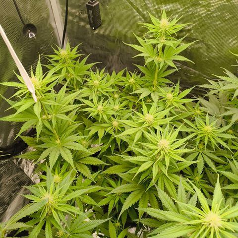 Skunk #1 #3 growlog timeline photo