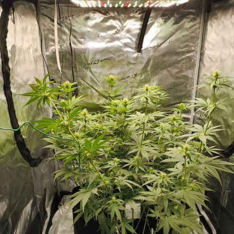 Skunk #1 #3 growlog timeline photo