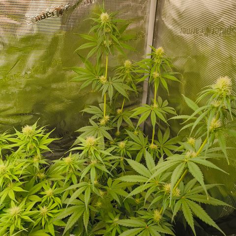 Skunk #1 #3 growlog timeline photo