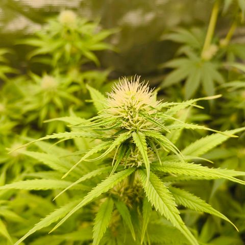 Skunk #1 #3 growlog timeline photo