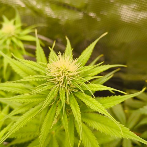 Skunk #1 #3 growlog timeline photo