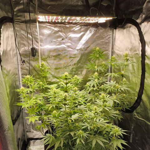 Skunk #1 #3 growlog timeline photo