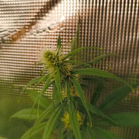 Skunk #1 #3 growlog timeline photo