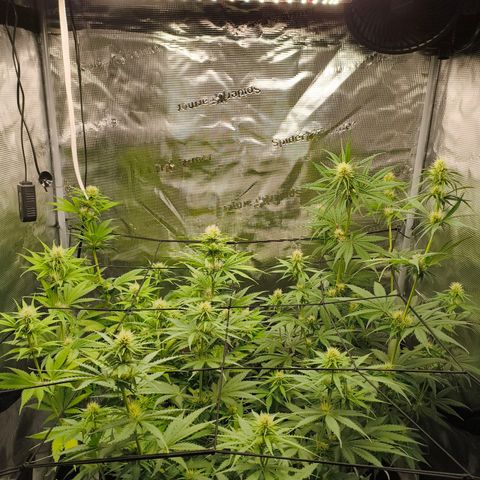 Skunk #1 #3 growlog timeline photo