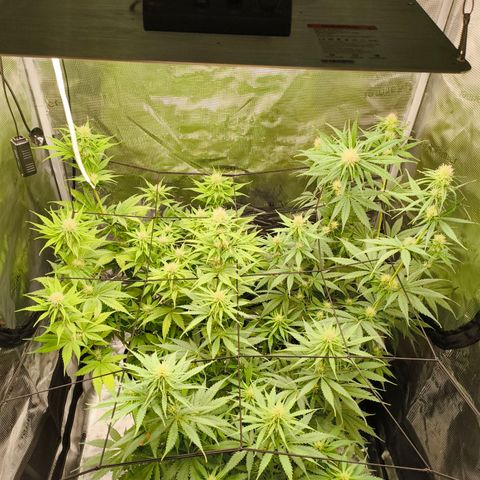Skunk #1 #3 growlog timeline photo