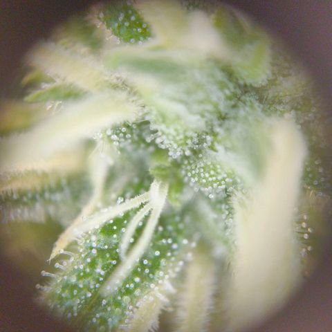 Skunk #1 #3 growlog timeline photo