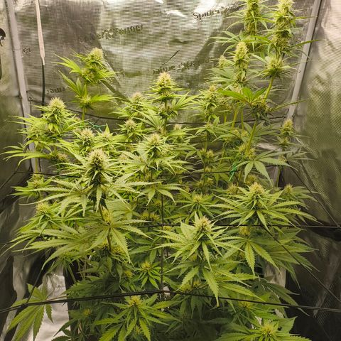 Skunk #1 #3 growlog timeline photo