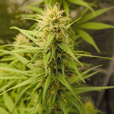 Skunk #1 #3 growlog timeline photo