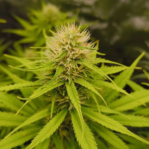 Skunk #1 #3 growlog timeline photo