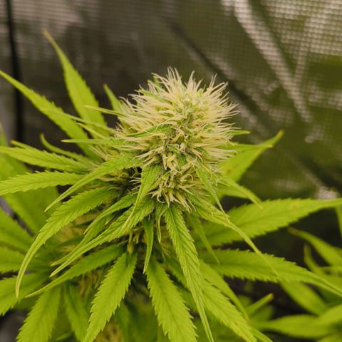 Skunk #1 #3 growlog timeline photo