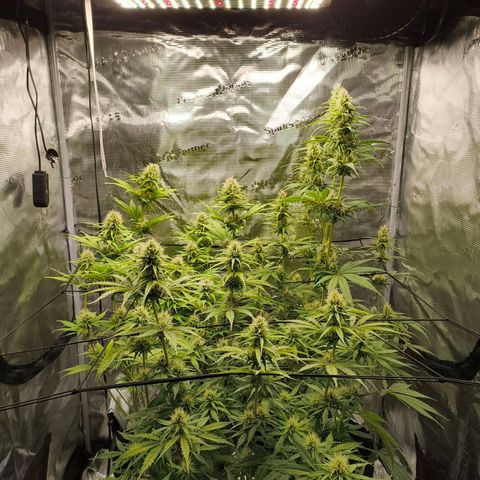 Skunk #1 #3 growlog timeline photo
