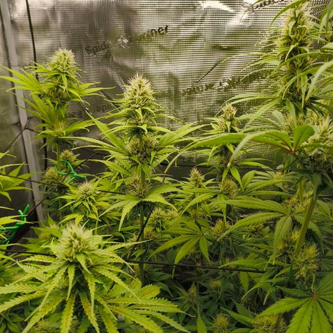 Skunk #1 #3 growlog timeline photo