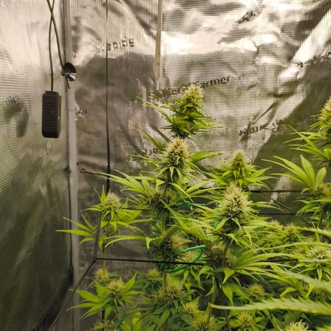 Skunk #1 #3 growlog timeline photo