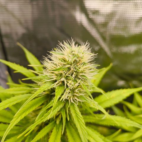 Skunk #1 #3 growlog timeline photo