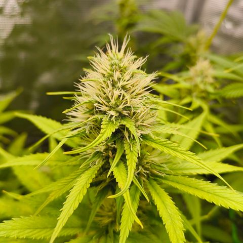 Skunk #1 #3 growlog timeline photo