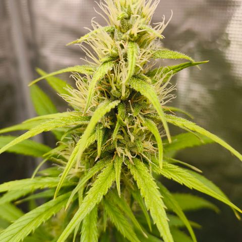 Skunk #1 #3 growlog timeline photo