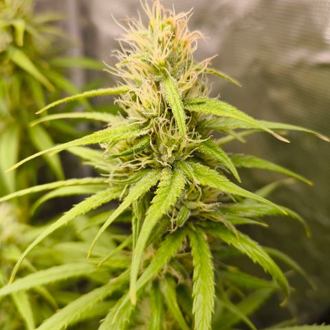 Skunk #1 #3 growlog timeline photo