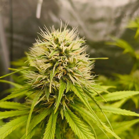 Skunk #1 #3 growlog timeline photo