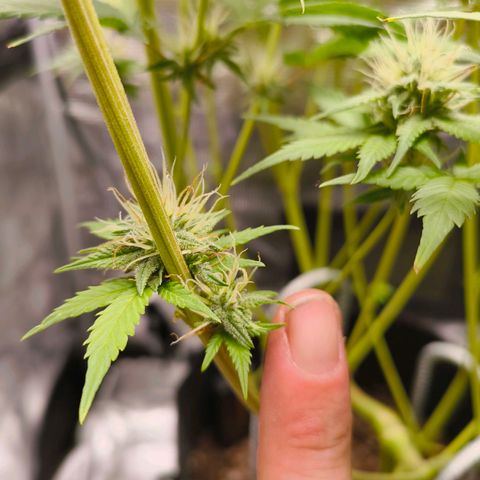 Skunk #1 #3 growlog timeline photo