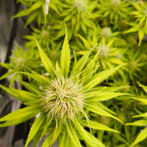 Skunk #1 #3 growlog timeline photo
