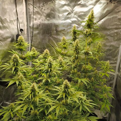 Skunk #1 #3 growlog timeline photo