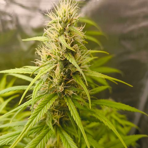 Skunk #1 #3 growlog timeline photo