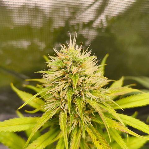 Skunk #1 #3 growlog timeline photo