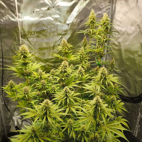 Skunk #1 #3 growlog timeline photo