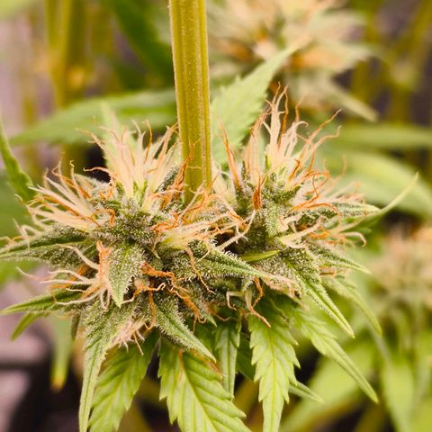 Skunk #1 #3 growlog timeline photo