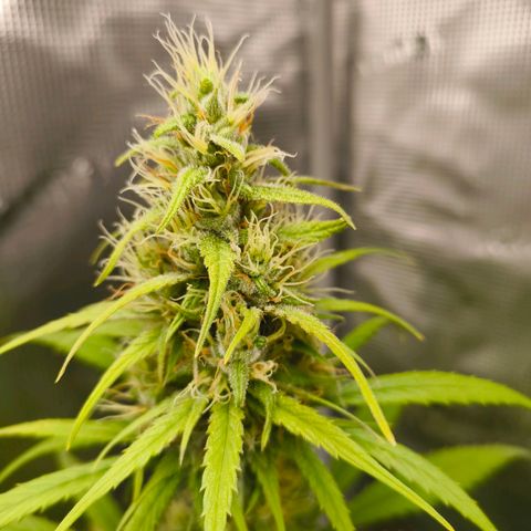 Skunk #1 #3 growlog timeline photo