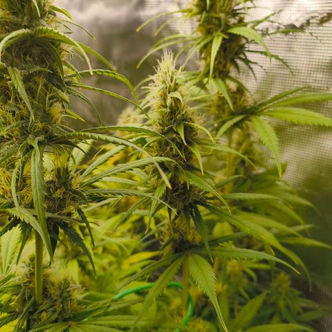 Skunk #1 #3 growlog timeline photo