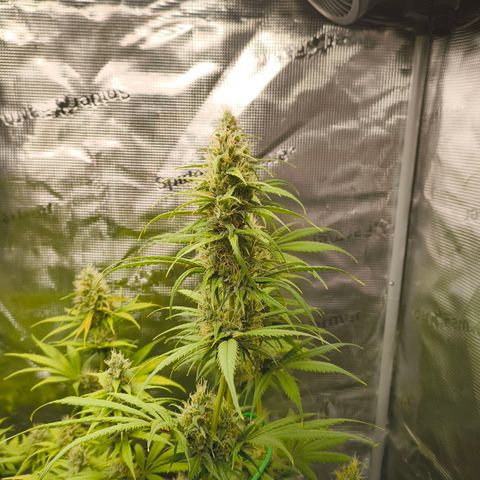 Skunk #1 #3 growlog timeline photo