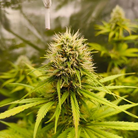 Skunk #1 #3 growlog timeline photo