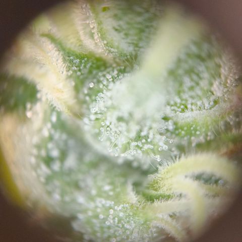 Skunk #1 #3 growlog timeline photo
