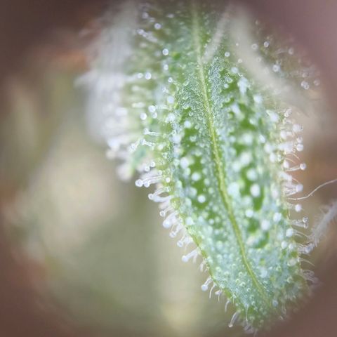 Skunk #1 #3 growlog timeline photo